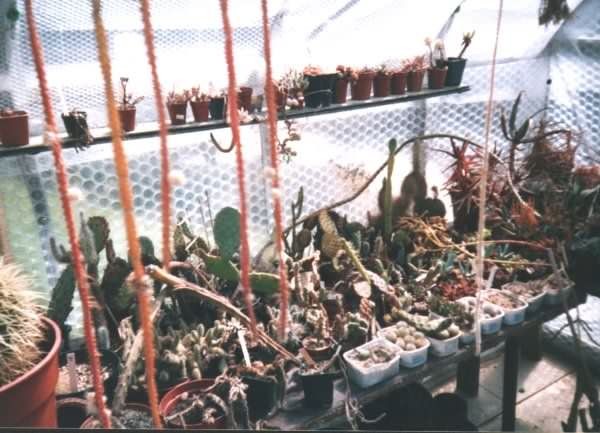 Photograph of Cacti used by cactus page of John Olsen and Shirley Olsen