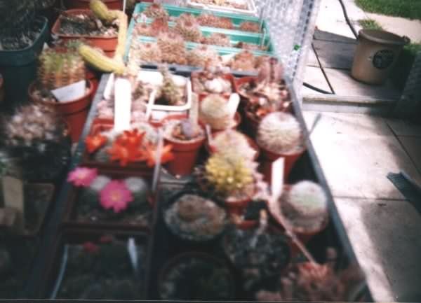 Photograph of Rebutia canaletasensis and Rebutia violaciflora used by cactus page of John Olsen and Shirley Olsen