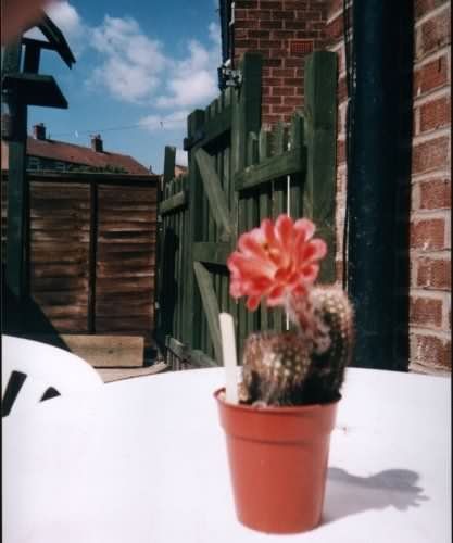 Photograph of SEchinocereus polyacanthus v. huitcholensis used by cactus page of John Olsen and Shirley Olsen