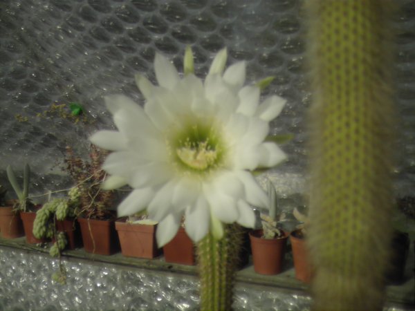Et fotografi av Trichocereus pasacana som brukt av kaktus siden av John Olsen og Shirley Olsen