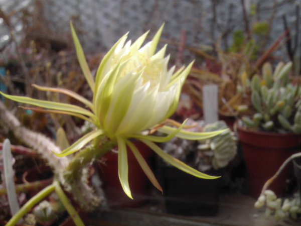 Et fotografi av Selenicerus urbannianus som brukt av kaktus siden av John Olsen og Shirley Olsen