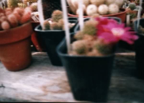 Et fotografi av Sulcorebutia zavaletae som brukt av kaktus siden av John Olsen og Shirley Olsen