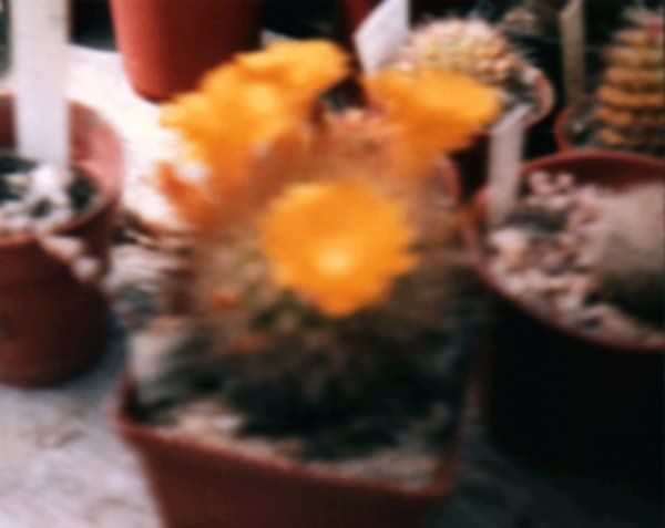 Photograph of Sulcorebutia breviflora used by cactus page of John Olsen and Shirley Olsen