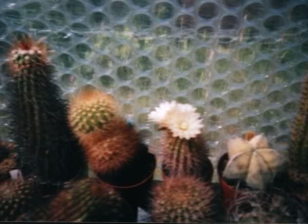 Photograph of Neoporteria chilensis used by cactus page of John Olsen and Shirley Olsen