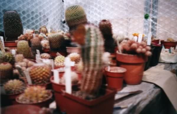 Et fotografi av Echinocereus chloranthus cylindricus som brukt av kaktus siden av John Olsen og Shirley Olsen