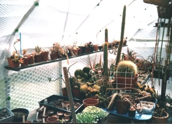 Photograph of Cacti used by cactus page of John Olsen and Shirley Olsen